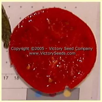 JTD Tomato