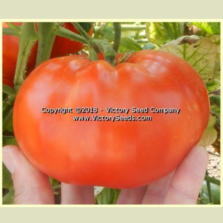 Large Lucky Red Tomato