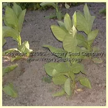 Florida Sumatra Tobacco