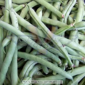 Topcrop (Top Crop) Bush Green Garden Bean