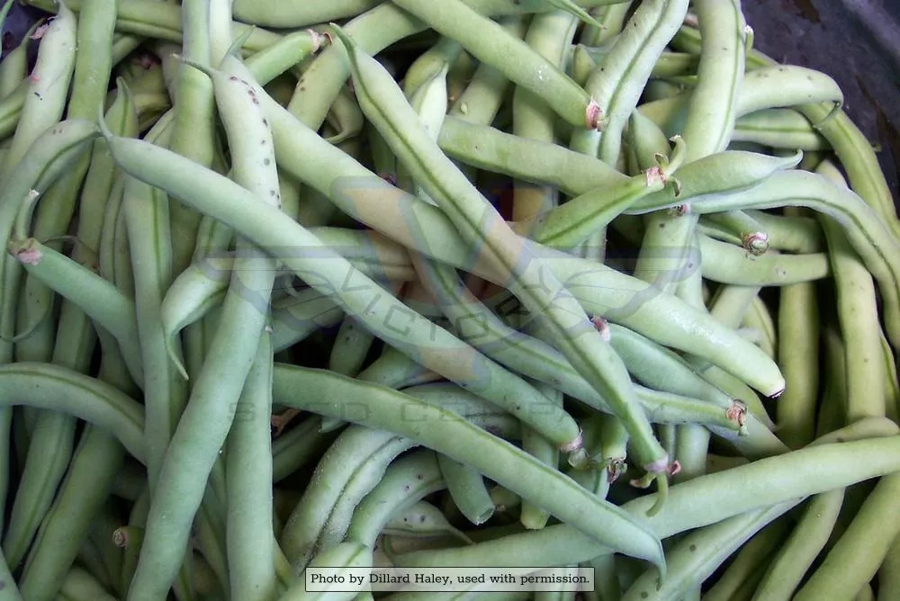 Topcrop (Top Crop) Bush Green Garden Bean