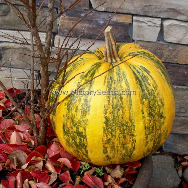 Williams Naked Seeded Pumpkin