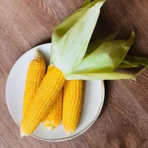 Golden X Bantam F1 Sweet Corn