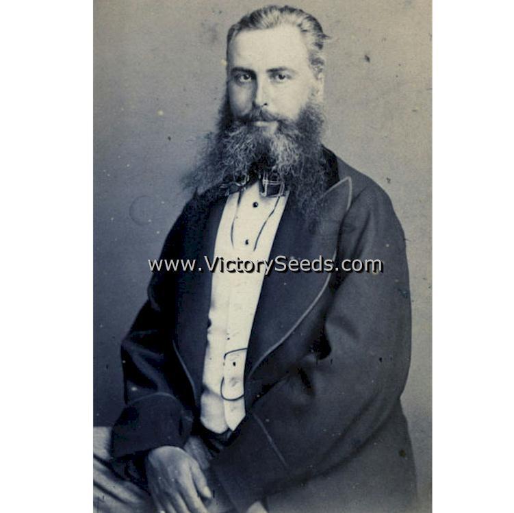 Thomas Laxton Pea