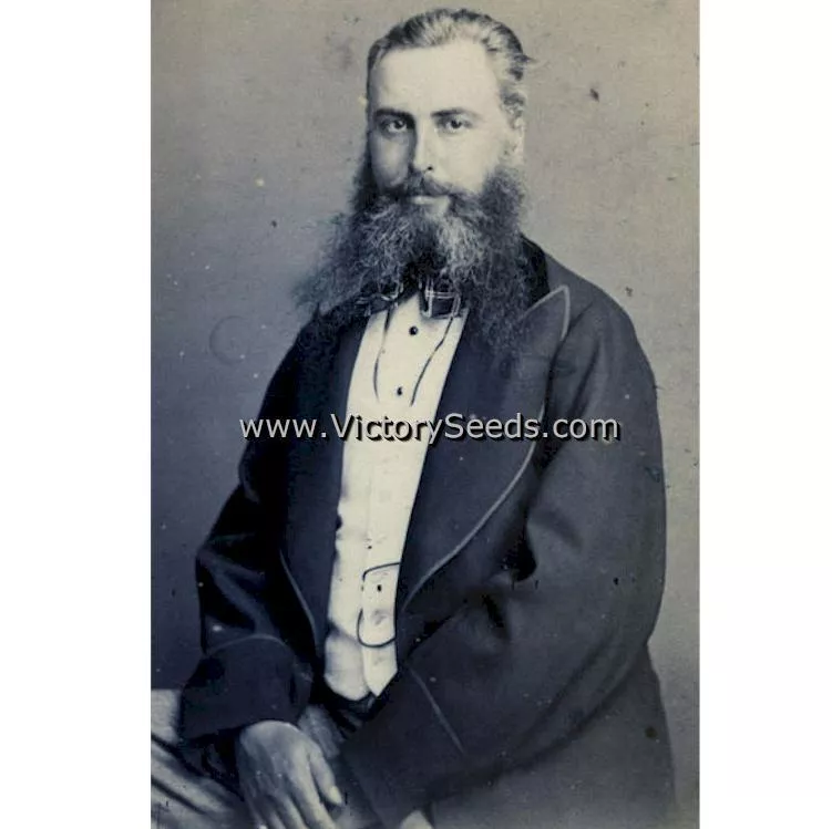 Thomas Laxton Pea