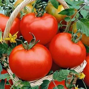 Flora-Dade Tomato