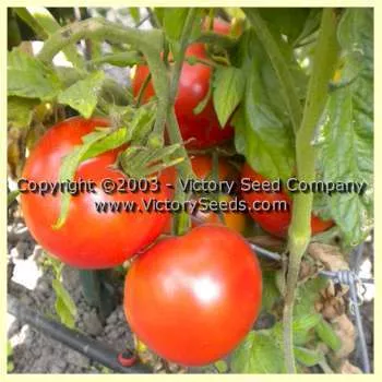 Condon's Peerless Tomato