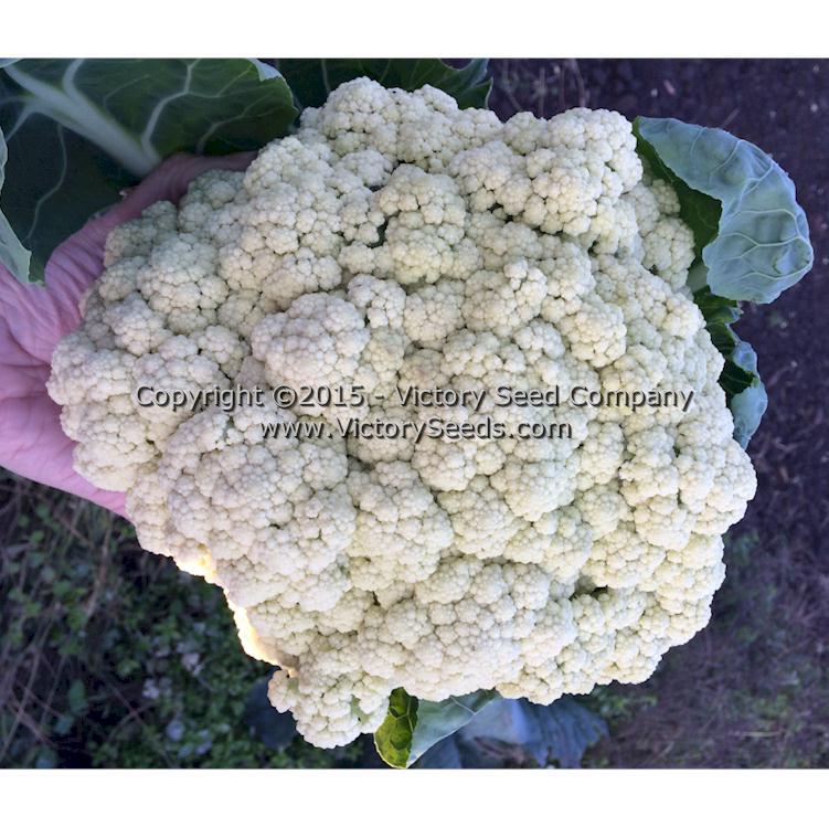 Igloo Cauliflower