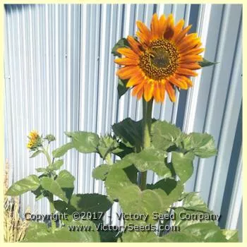 Autumn Beauty Sunflower