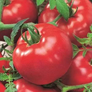 Delicious Tomato