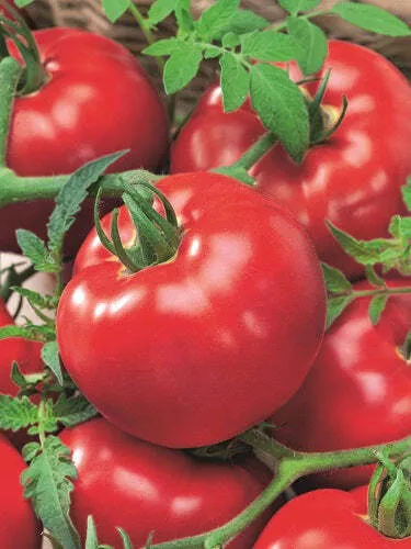 Delicious Tomato