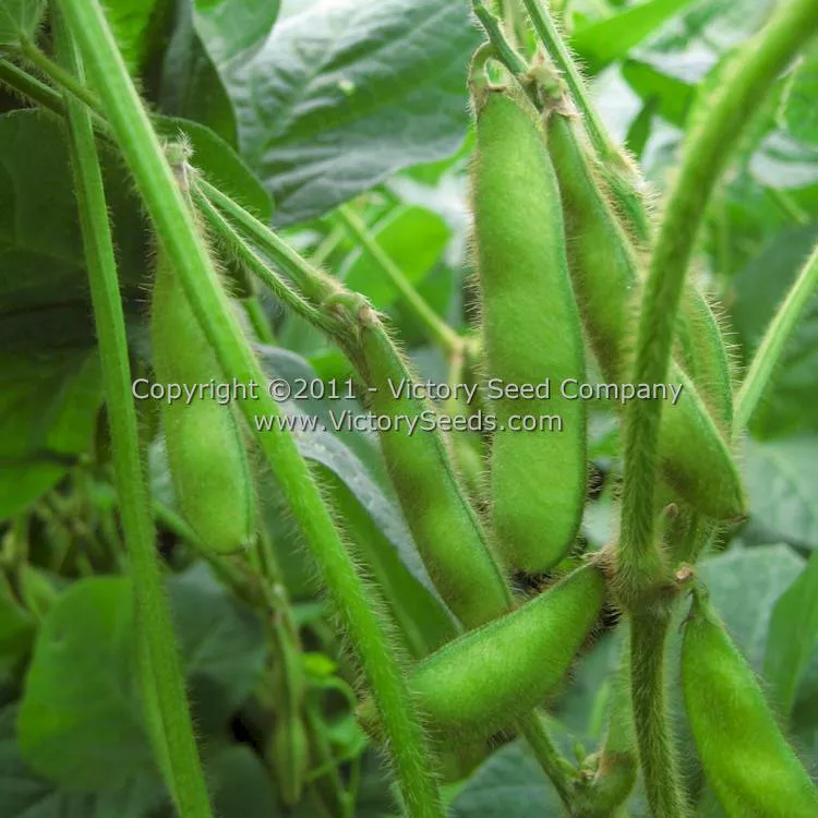 Envy Soybean