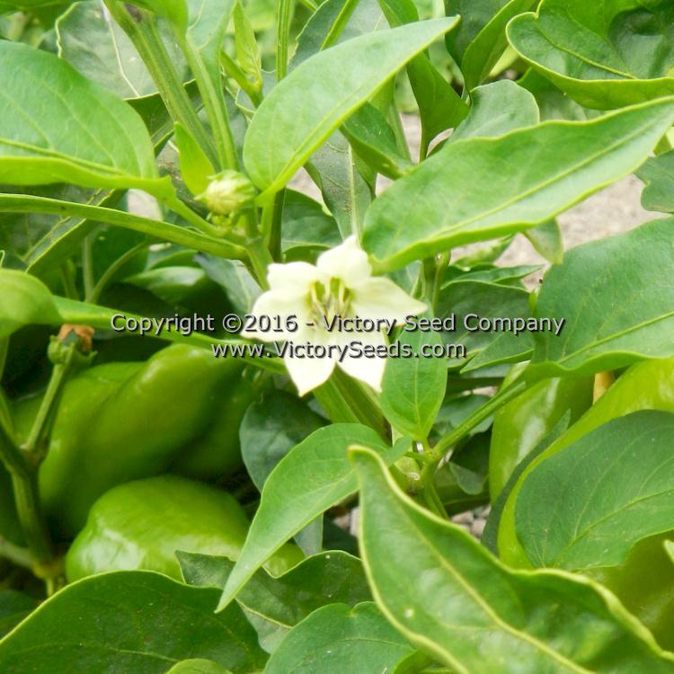 Hajduczek Pepper