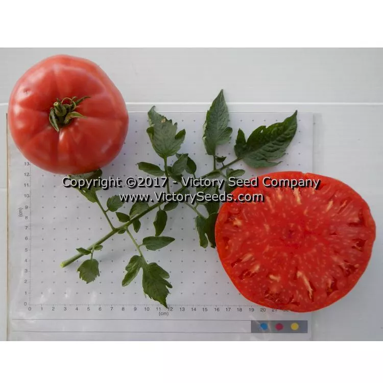 Halladay's Mortgage Lifter Tomato