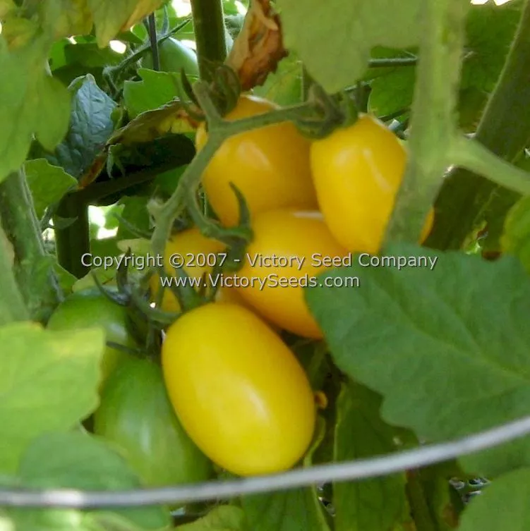Yellow Plum Tomato