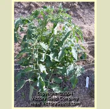 Indian Stripe Tomato