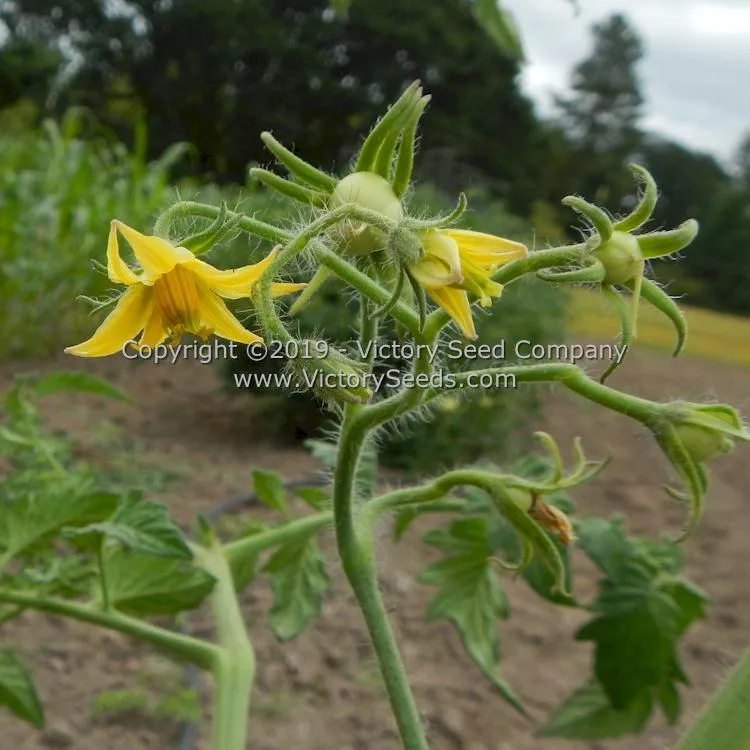 Vulcan Tomato