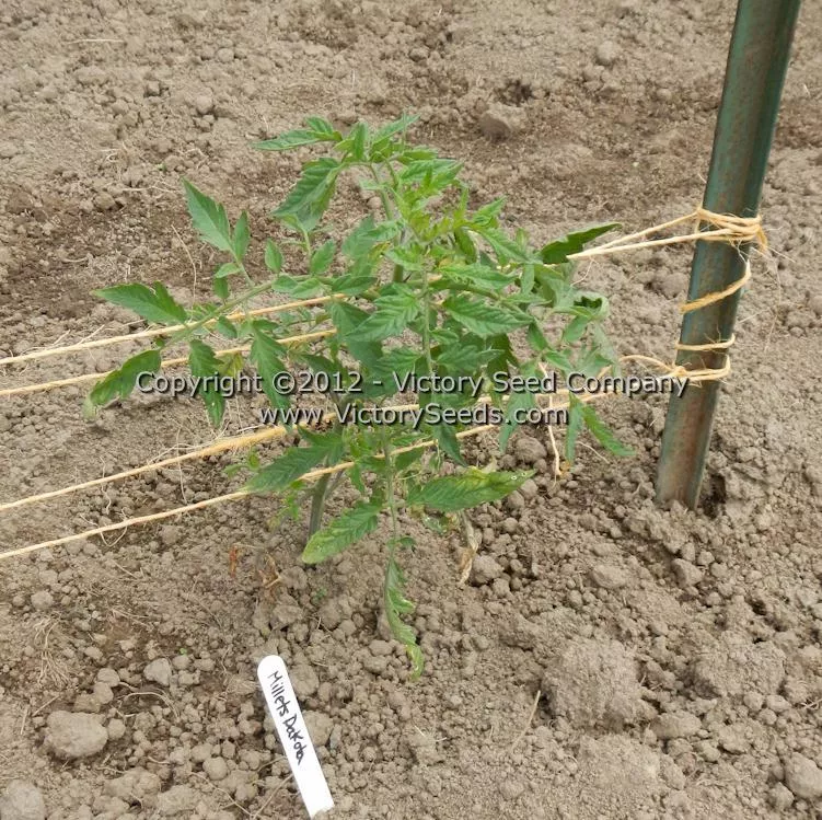 Millet's Dakota Tomato