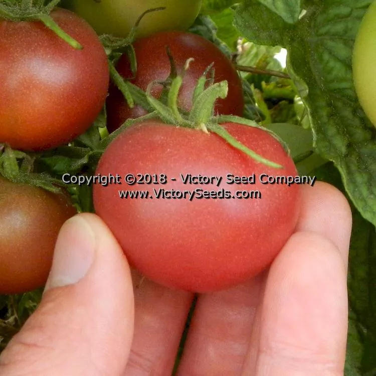 Dwarf Velvet Night Tomato