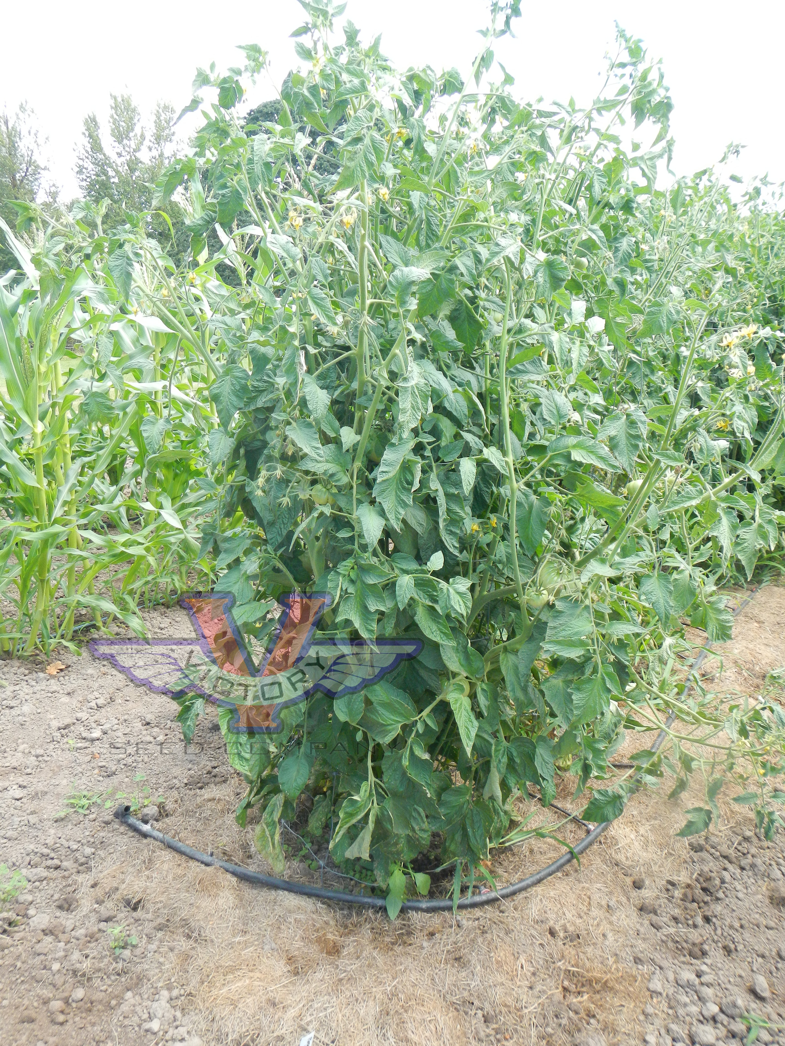 Potato Leaf Yellow Tomato