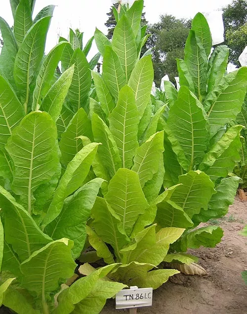 TN86 LC Burley Tobacco