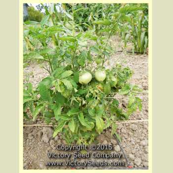 Dwarf Lemon Ice Tomato