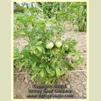 Dwarf Lemon Ice Tomato