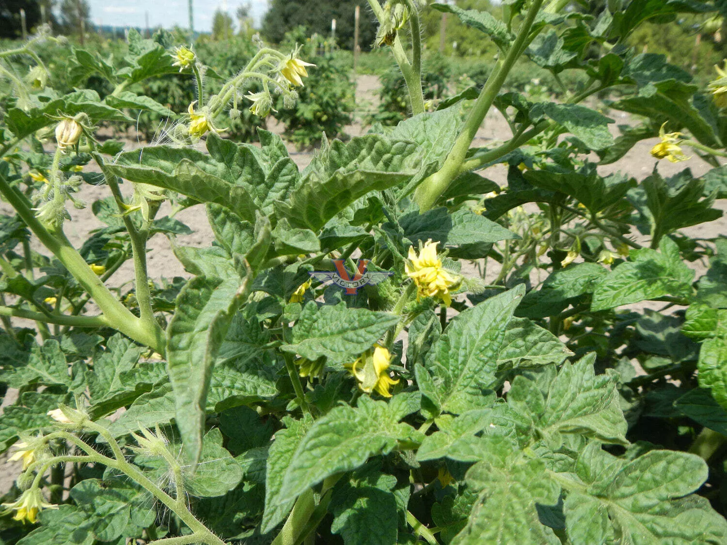 Rosella Purple Tomato