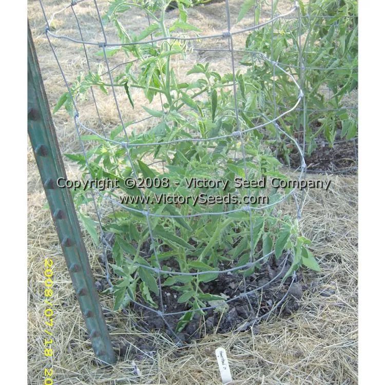 Homestead 24 Tomato