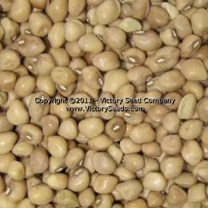Mississippi Silver Southern Pea