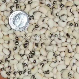 Fagiolino Dolico di Veneto Cowpea