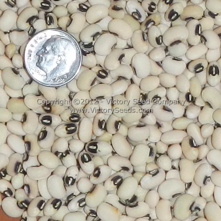 Fagiolino Dolico di Veneto Cowpea