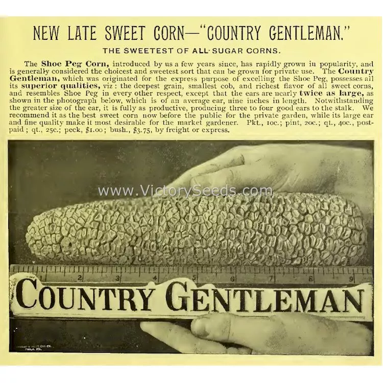 Country Gentleman Sweet Corn