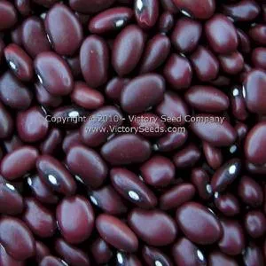 Montezuma Red Bush Dry Garden Bean