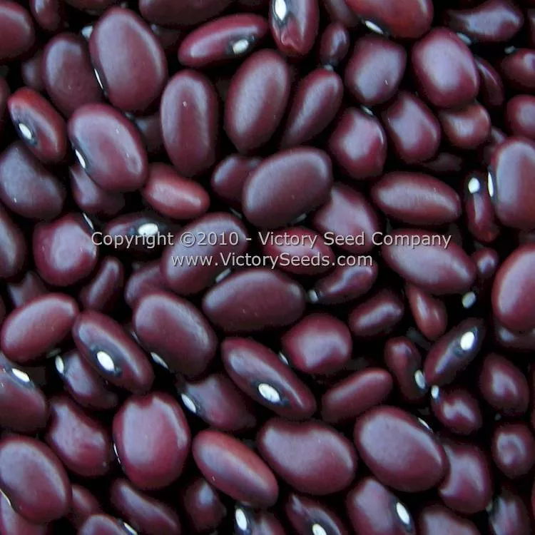 Montezuma Red Bush Dry Garden Bean