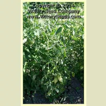 Howard German Tomato