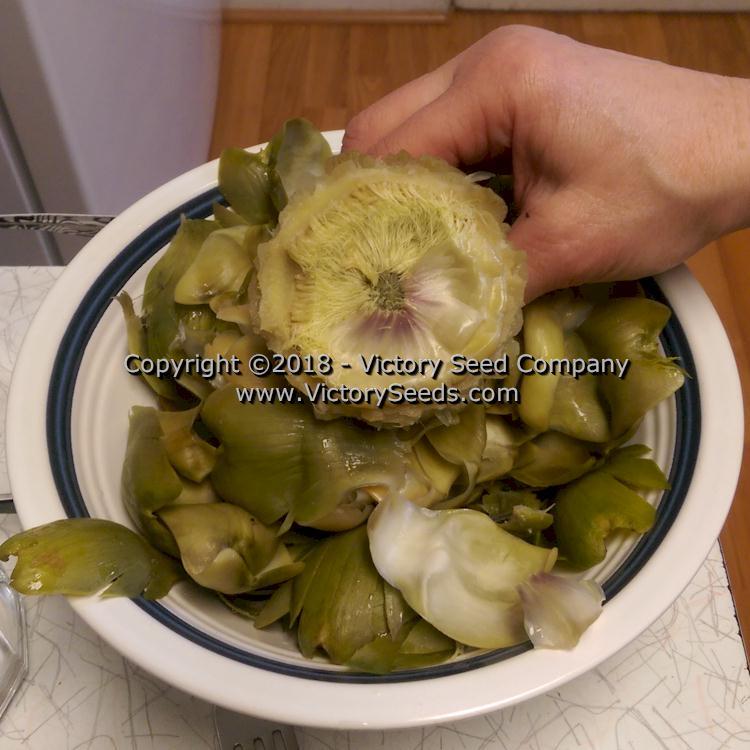 Imperial Star Artichoke