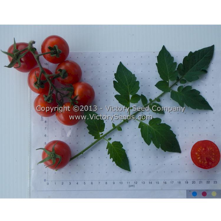 Durmitor Tomato