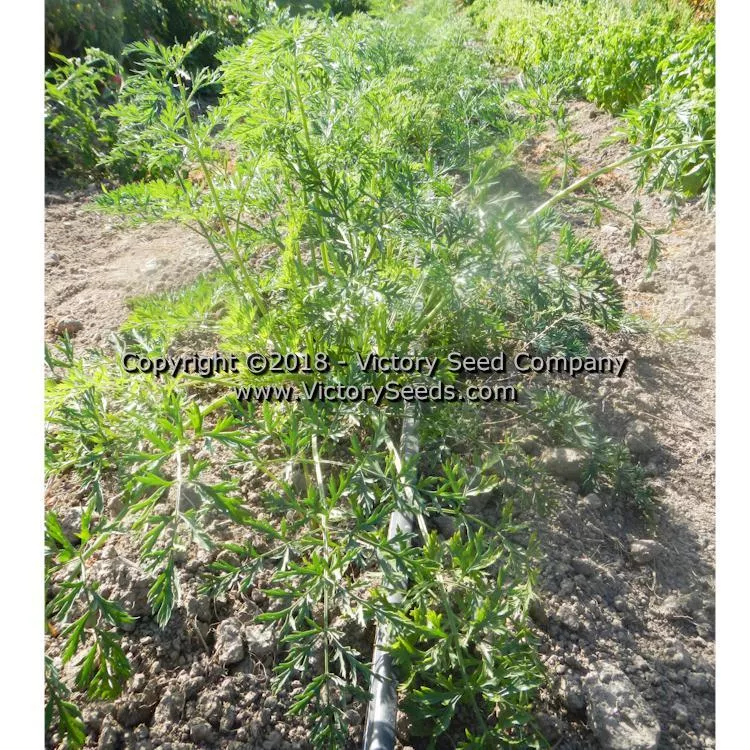 Henderson's Tendersweet Carrot