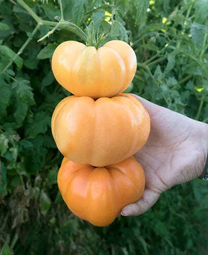 Dr. Wyche's Yellow Tomato