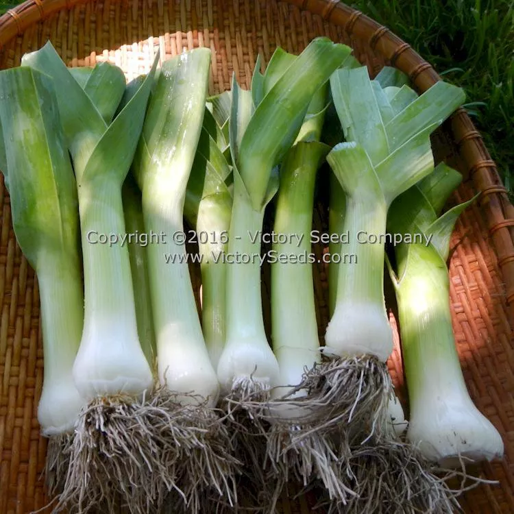 Broad London (Large American Flag) Leek