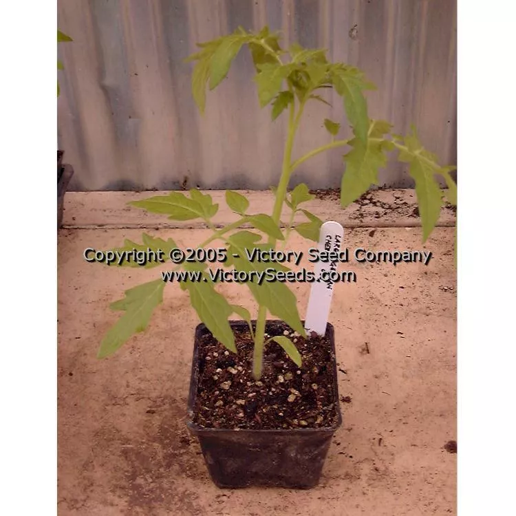 Large German Cherry Tomato