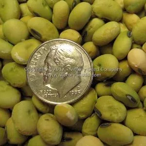 Oosodefuri Soybean