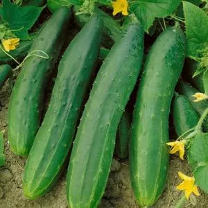 Straight Eight Cucumber