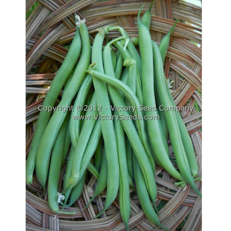 Tenderette Bush Green Garden Bean