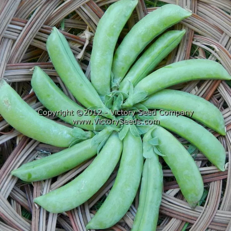 Cascadia Snap Pea