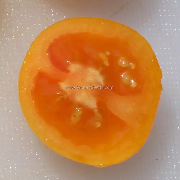 Dwarf Galen's Yellow Tomato
