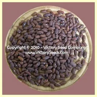 Landreth's Stringless Bush Green Garden Bean
