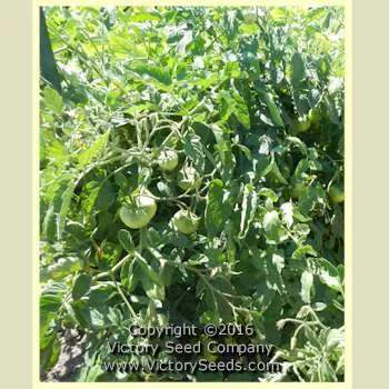 Oregon Centennial Tomato