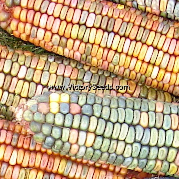 Earth Tones Dent Corn